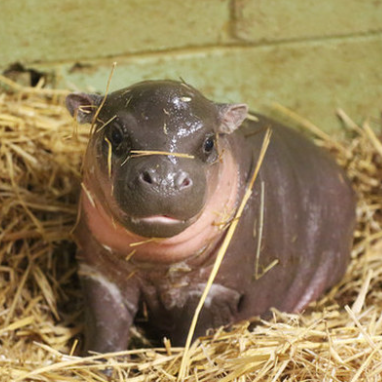 Pawsitive Posting: Social Media’s impact on animal conservation