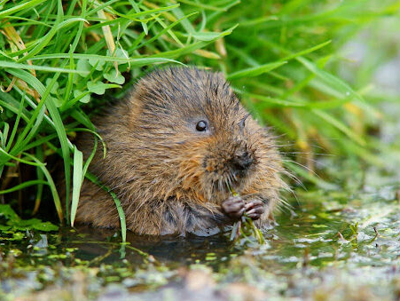 Glimmer of hope: Conservationists try to save water voles