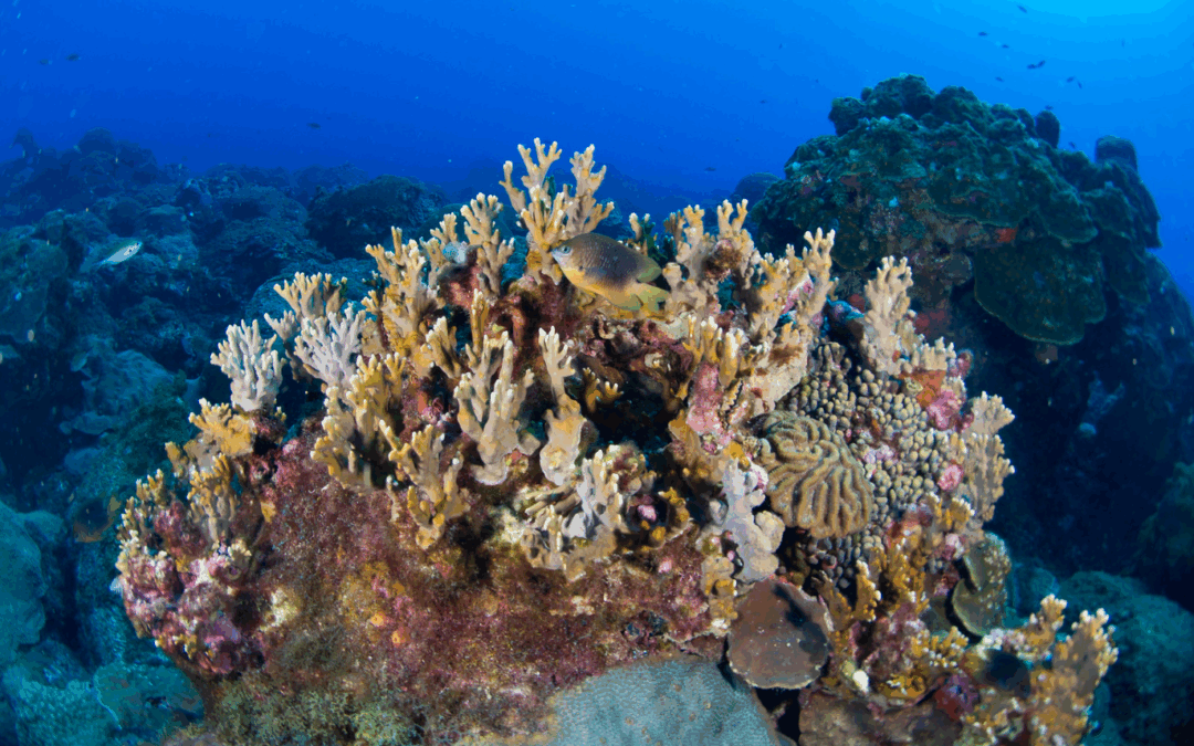 Pioneering coral restoration in the Gulf of Mexico