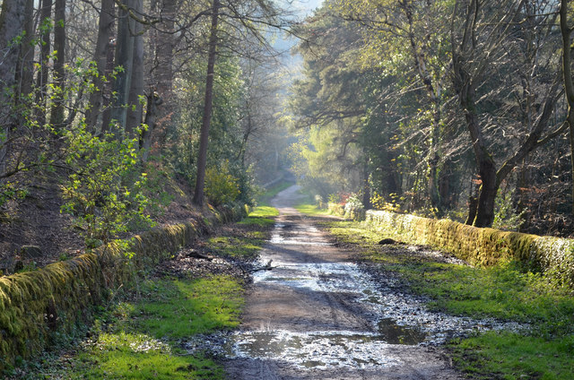 Sheffield City Council will not challenge the ‘deeply flawed’ felling of 1000s of trees