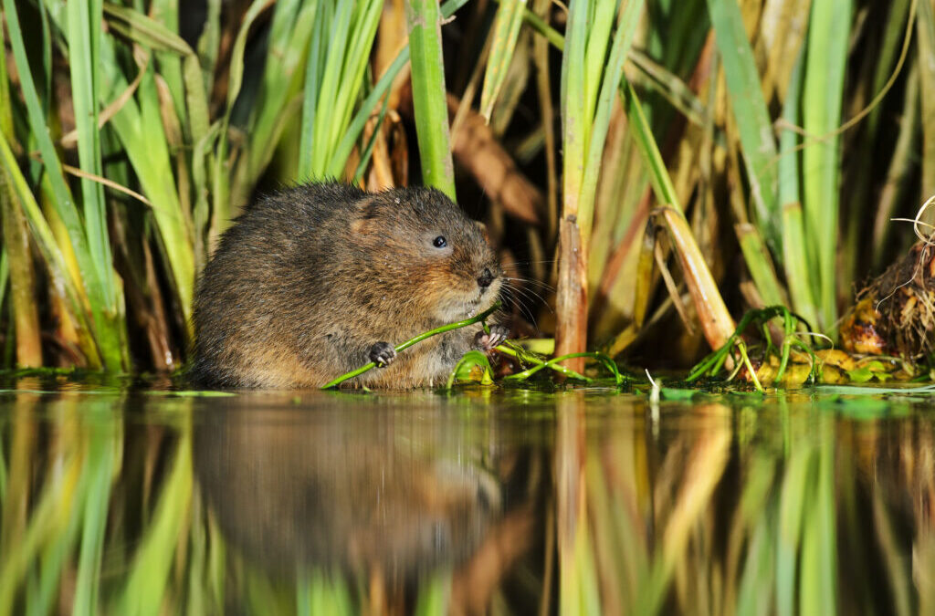 Wildlife in Sheffield and Rotherham declining at an ‘alarming rate’