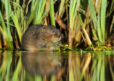 Wildlife in Sheffield and Rotherham declining at an ‘alarming rate’