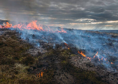 ‘Our biodiversity is precious’: Sheffield councillors share statement on Moorland burning