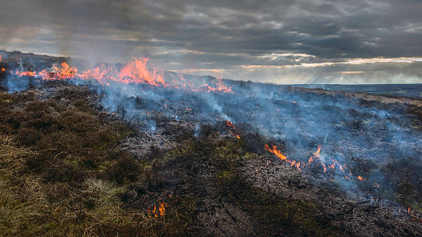 ‘Our biodiversity is precious’: Sheffield councillors share statement on Moorland burning